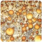Псилоцибиновые (галлюциногенные)  грибы Psilocybin "Golden Teacher" в Пласте