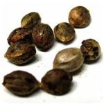 Семена марихуаны АК-47  (Seeds AK-47) в Пласте